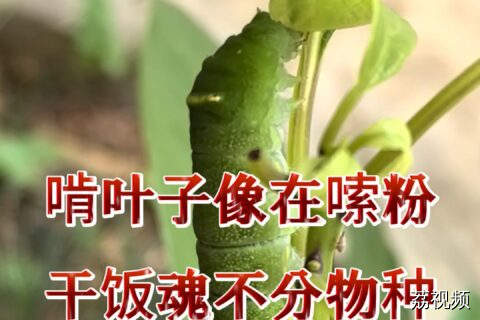 啃叶子像在嗦粉，干饭魂不分物种