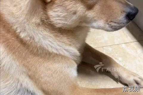 连汪星人都忍不住吨吨吨！这波夏日限定解暑套餐，你安排上了吗？