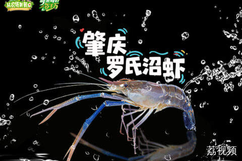 100种岭南土特产——肇庆罗氏沼虾