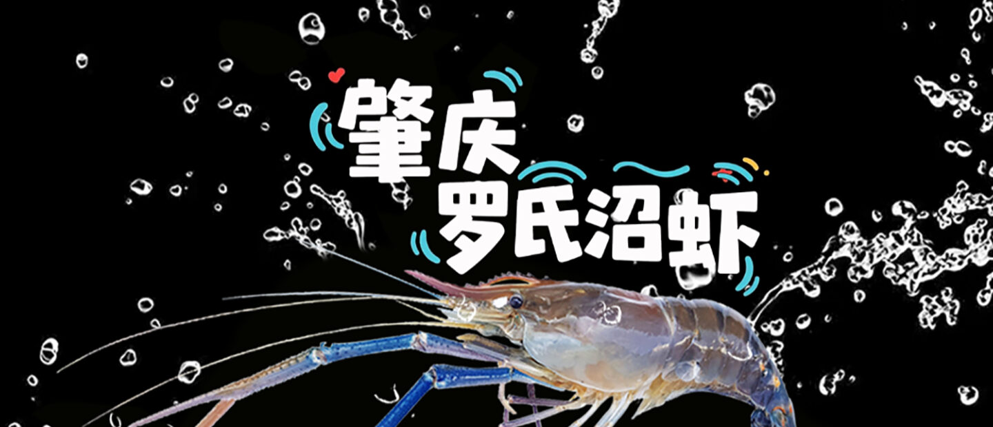 100种岭南土特产——肇庆罗氏沼虾