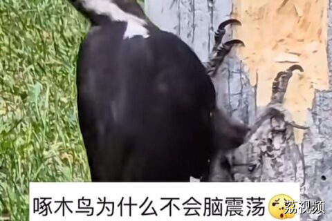 请@出一位比它还嘴硬的朋友