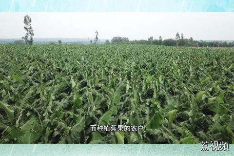 农科专家为你讲解，台风前后的蕉园生产建议
