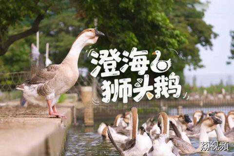 100种岭南土特产——澄海狮头鹅