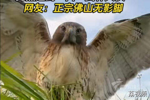 一网友无人机“炸机”后 竟然遇到一只“武林大侠”