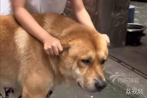 广东“神兽”放暑假，家中宠物心怕怕
