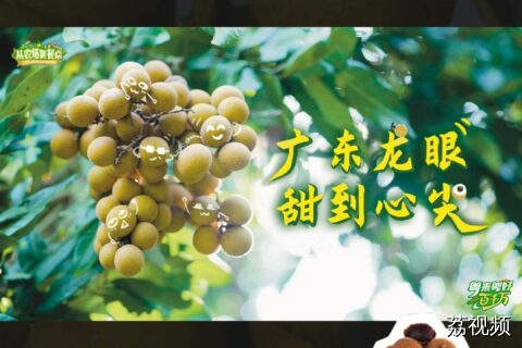 广东人的四季甜味补丁
