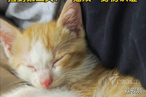 广东博主雨中救下流浪猫 第一天：养不了！第二天：“猫奴”~