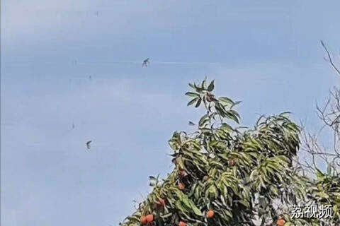 你以为是在拍荔枝吗？一网友拍下空中震撼瞬间