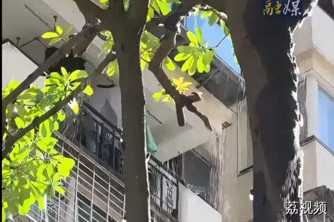 注意！夏天树下淋的不一定是雨，是啥？