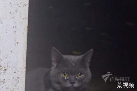 泪目！广东工地流浪猫被摸后竟落泪