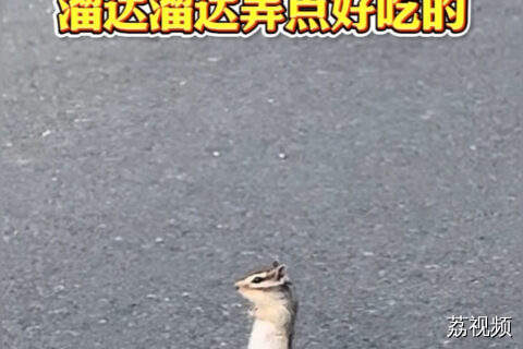 网友出门遇到拦路小松鼠：没有松果买路只好等它答应我过去啦