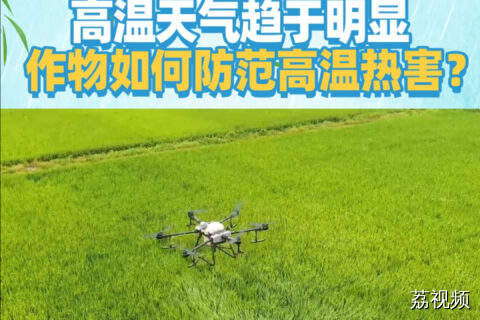 高温天气趋于明显，作物如何防范高温热害？