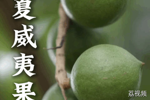 热知识：夏威夷果原产于澳大利亚，经美国人在夏威夷广泛种植后而经人熟知~#老广的味道 #纪录片