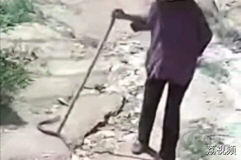 广东一老人遇蛇突袭，拐杖出击化险为夷