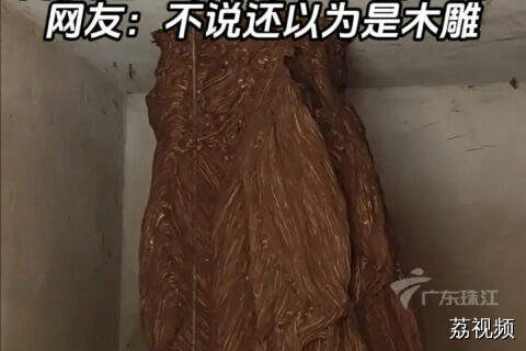 广西村民家惊现巨型马蜂窝：高度超一米，直径约50厘米。