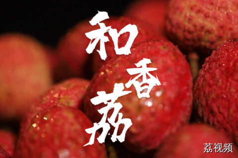 果大核小，清甜可口的荔枝新品种“和香荔”来啦！