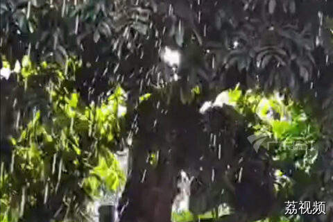 细思极恐！夏天树上滴水 可能是蝉在撒尿