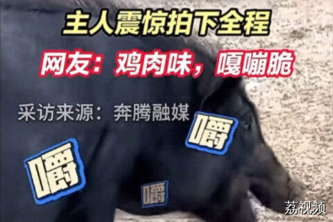 内蒙古一地惊现猪猪吃蛇！
