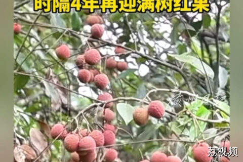 估测迄今有1024岁的荔枝树！