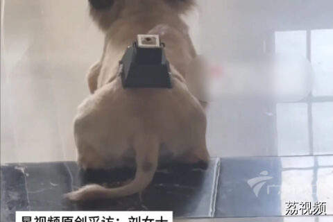 7岁狗狗三伏天坚持艾灸，养生习惯超健康