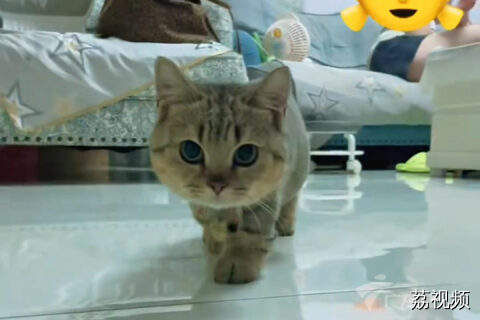主人和猫咪玩123木头人，网友：这是真的“躲猫猫”