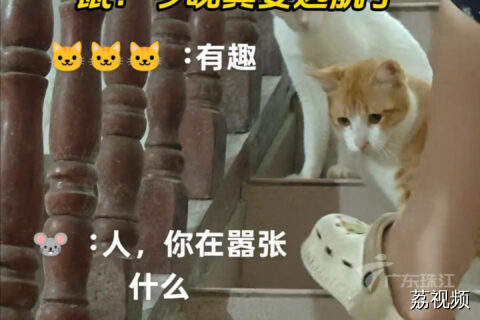 现实版猫鼠博弈！鼠：今晚真要远航了......