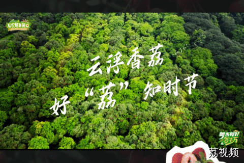 【广东最“佛系”的荔枝】岭南的雨知道，好荔枝急不得…