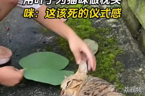 女孩怕猫妈妈躺地喂奶不舒服，用叶子为猫咪做枕头