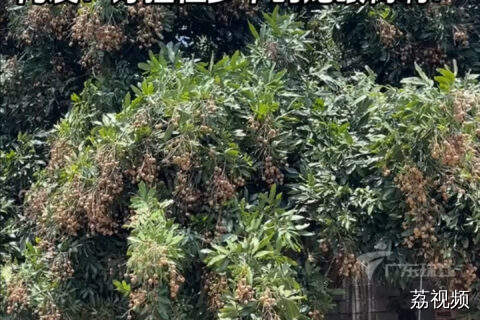 躺在龙眼树下现摘现吃，网友直呼怀念！