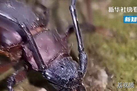 它叫耶屁步甲，别摸！一个“屁”温度高达100℃。