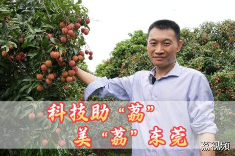《科技助“荔” 美“荔”东莞》