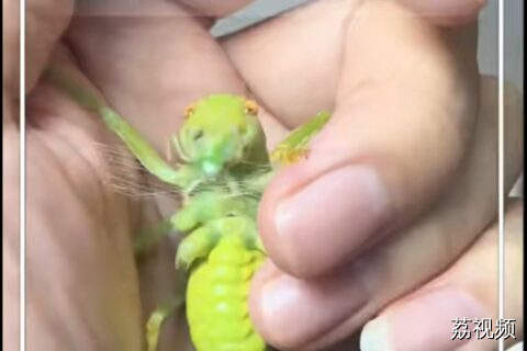 有6块腹肌还能吐丝的过马山优蟋螽，见过吗？