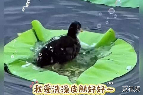 白骨顶鸡把荷叶当作浴盆！舒服惬意的小鸟！