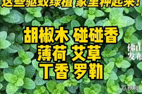 佛山人开始种“结界”了！这些驱蚊绿植快在家里种起来吧！
