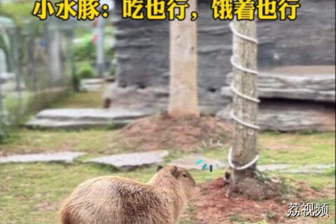 卡皮巴拉：情绪稳定是刻在我DNA里的