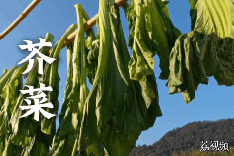 芥菜的终极归宿是酸菜？腌成酸菜后就是下饭界的“天花板”！#老广的味道 #纪录片 #家常菜