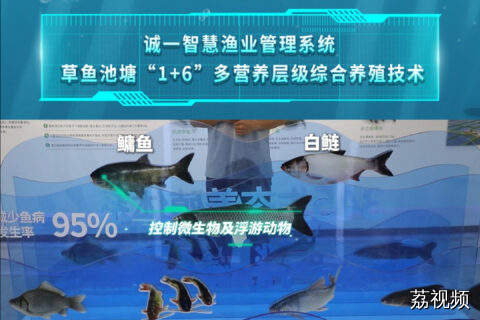 一个池塘中竟养着7种不同的鱼？