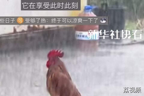 现实中的落汤鸡，冷冷的冰雨在鸡脸上胡乱地拍！