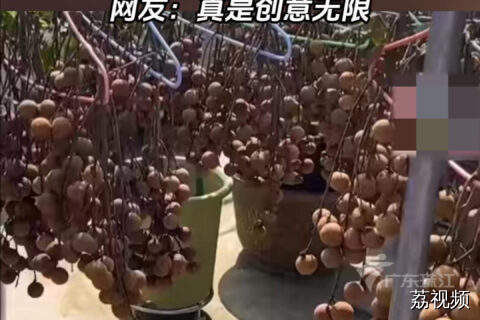 广东人花式“晒龙眼”