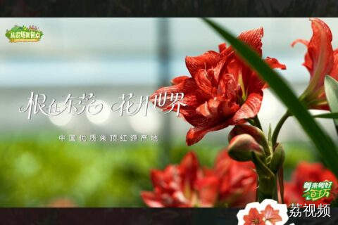 一枝花两代人的温度