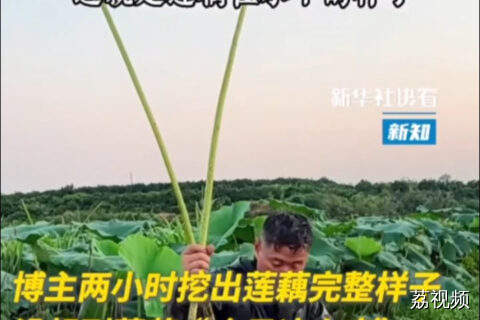 没想到莲花“个子这么高”！还有谁不知道莲藕在水下的样子？
