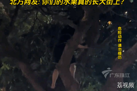 当水果摊开在龙眼树下，龙眼直接现摘现卖！