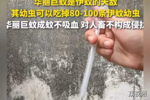 中山大学团队释放华丽巨蚊捕食伊蚊