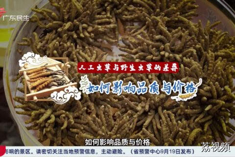 人工虫草与野生虫草的差异 如何影响品质与价格