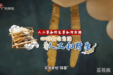 正宗虫草如何选？
