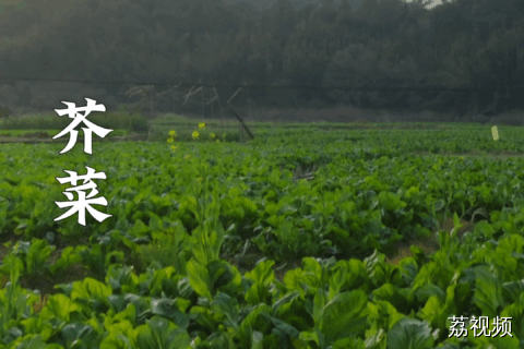 芥菜清甜的原因居然是这个?#老广的味道 #纪录片 #家常菜