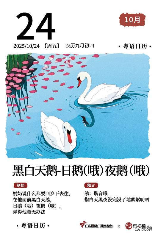 【粤语日历】2025年10月24日：黑白天鹅，
日鹅（哦）夜鹅（哦）