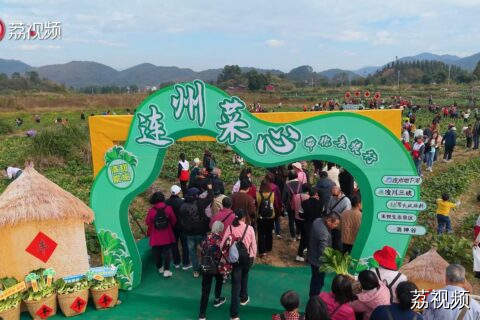 连州菜心迎丰收 金灿产值实“出圈”