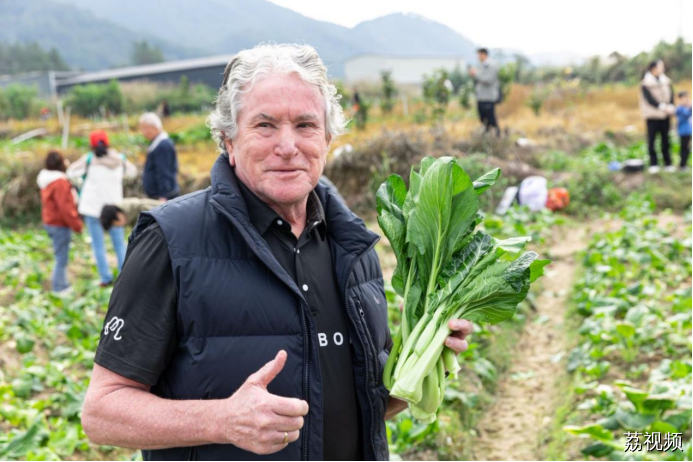 连州菜心迎丰收金灿产值实“出圈”