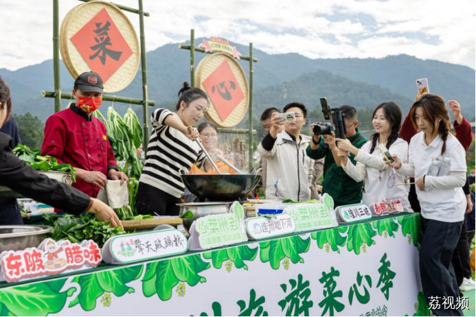 连州菜心迎丰收金灿产值实“出圈”